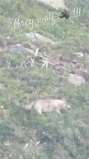 Beautiful grey wolf / Magnifique loup gris #wildlife #alpes