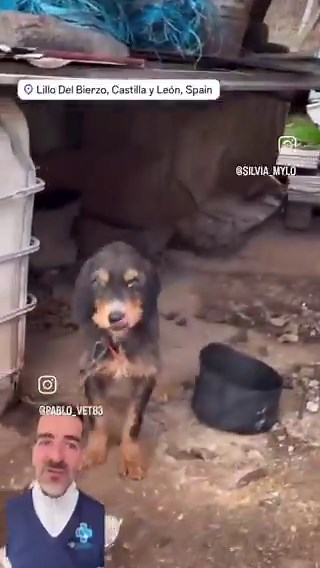 ÚLTIMAS Y PENOSAS NOTICIAS ‼️😡Un juez da la orden de sacar a los perros y llevarlos a una protectora, el Seprona queda al cuidado de ellos..El Seprona en vez de quedarse se va dejando a los perros solos..Alguien entra y se los lleva, se entiende y lo están diciendo que el dueño los ha cogido alertado por ciertas "autoridades", que ya sabemos que no son muy animalistas y siempre le echan un capote al dueño. Gracias a la chica que se ha estado interesando por ellos los logra encontrar el 112 en u