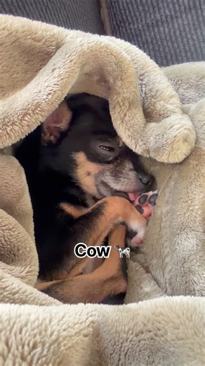 Trying to sleep but apparently Peanuts brain has other plans.😂🐑🐄🐢🦆💃 #ADHDBrain #SleepyDog
