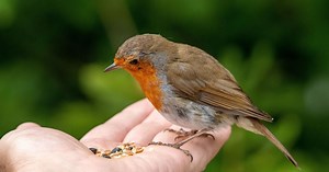 Cette astuce toute simple permet d’attirer un rouge-gorge dans votre main (et l’expérience est inoubliable)