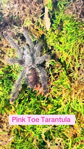 New addition, pink toe tarantula! We’ve named her Trisha, short for Trisha Paytas #tarantula
