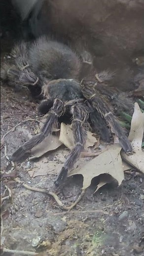Brazilian Salmon Pink Bird Eating Tarantula