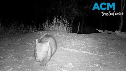 Critically endangered wombat spotted in Queensland