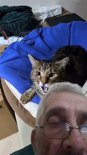 😂 Cats Gone Wild: Funniest Fails & Hilarious Moments You Can't Miss! 🐱💥
