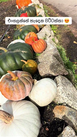 🇬🇧 එංගලන්තේ හැදෙන වට්ටක්කා 😍 #travel