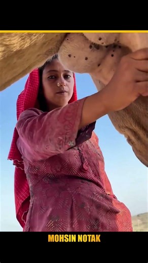 Camel Milk: A Rare Secret of the Desert 🐪🥛