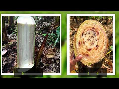 Cómo identificar plantas con síntomas de Fusarium Raza 4 Tropical