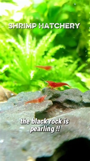 2.1K views · 13 reactions | Rock is Pearling #shrimphatchery #neocaridinashrimp #shrimpkeeping #shrimpbreeding #freshwateraquarium #shrimplovers #aquariumlife #neocaridina #aquarium #aquariumhobby | Shrimp Hatchery | Facebook