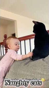 Funniest Cats Ever! Try Not to Laugh Challenge 2025 | Funny Cat Compilation 🤣🐾#funny