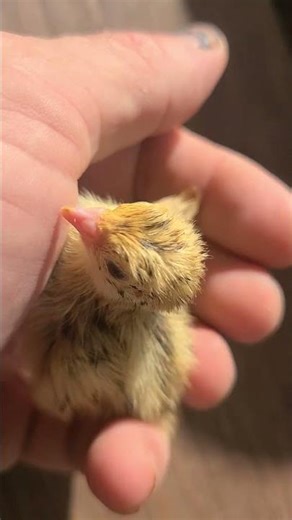 Hatching Rare Quail #diy #haveitoldyoulatelythatiloveyou