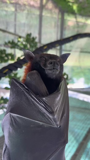 Eepy Bat: Uncovering the Cutest Bats