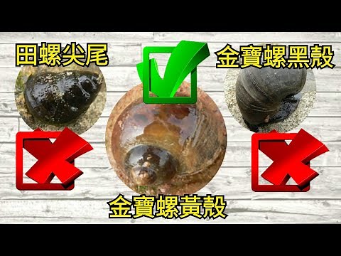 金寶螺鉤法/釣黑鯛Taiwan black snapper _ Jinbao snail fishing method台湾黒鯛技術キャンベルカタツムリの餌