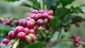 Coffee bushes ripen in the mountains of Thailand ready to be harvested with green and red coffee cherries. Arabica coffee beans ripening on tree in in organic coffee plantation.