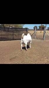Boer goats are considered the best meat goats globally due to their fast growth, high meat yield, and excellent carcass quality. They are also highly fertile, have strong mothering instincts, and are highly adaptable to various climates and foraging efficiently. This combination of traits makes them very profitable for meat production. Key advantages of Boer goats Rapid growth and high meat yield: They grow faster than many other breeds and have a high meat-to-bone ratio, leading to a profitable