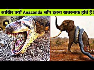 Anacondas: Exploring the different types and their fascinating characteristics