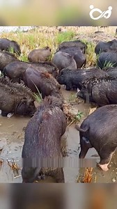 219K views · 1.2K reactions | Cách Người Dân Thuần Hóa 213 Con Lợn Rừng Thành Tài Sản #reels2025 #review #FREE #fpy #trendingreelsvideo #viralreelsfb #reelsfypシ #reelsvideoシ | Chuyện Công Sở | Facebook