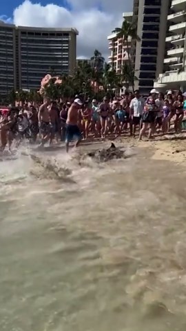 Surprising Close Encounters with Wild Animals