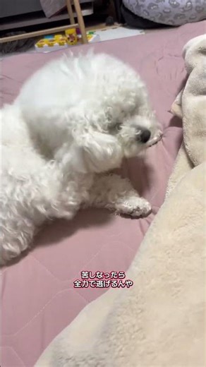 「逃げる」が勝ち。全力で援護するから。ビションフリーゼのサスケ。 #Shorts