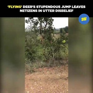 A video that has gone crazy viral on social media features a deer jumping to an unbelievably great height. The video has over 76,000 views. | ScoopWhoop