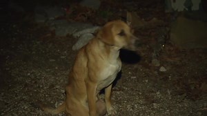 303K views · 5.4K reactions | Houston's finest are out to save the...