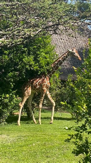 A well deserved scratch for Kiko who joined us from the @sheldricktrust Nairobi Nursery 5 years ago this month 🦒Kiko is still is still very gangly and independent-minded, and likes to head off on long walks. He always has a few friends and seems to lead an ideal giraffe life with lots of food and little stress. Nditu, now 15 years old still pays little attention to him and prefers her older wild boyfriends to hang out with.About 10 years ago, KWS Rangers found a newborn Kiko who had been abando