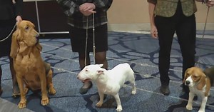 Great American Dog Show: Meet the breeds
