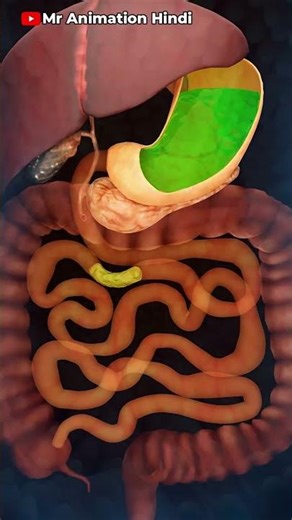 Nutrivea Metabolism and Digestion: A Comprehensive Overview