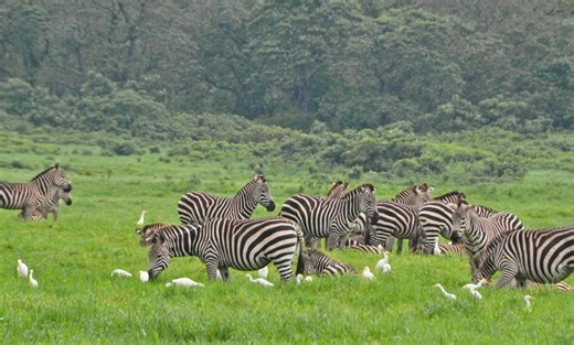 Arusha National Park fascinates Canadian tourists - Daily News