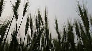 Wheat School: Following What Happens in the Black Sea Region