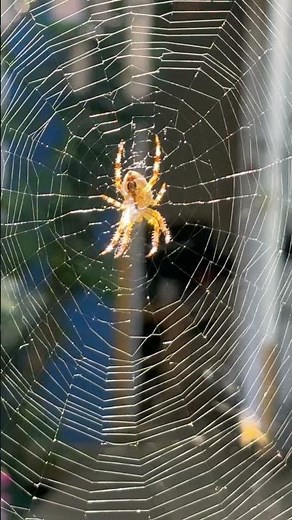 A Stunning Orb Weaver Spider in Its Web in Summer