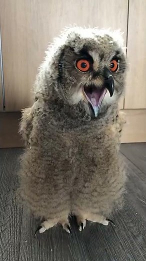 #Shorts THE FIRST YEAR WITH MY OWL | One week old owl | How to raise an owl