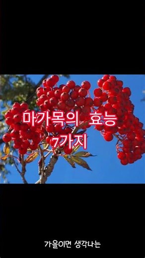 마가목 먹기전에 꼭 알아야 할것#마가목#마가목효능#마가목부작용#마가목먹는법 #건강정보 #기관지에 좋다#노년건강#위건강#장건강#뼈건강#혈관건강