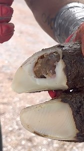1.5M views · 10K reactions | TOTAL REMOVAL - Bottom of HOOF! | Steve Wunderlich Hoof Care | Facebook