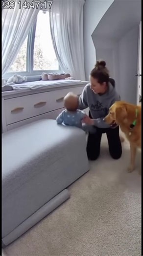 A curious baby in a onesie climbs dangerously close to an open window, but a vigilant dog rushes in and pulls the child to safety just in time. Moments later, the panicked mom runs in to discover her heroic pet saved the day! | Never Say No