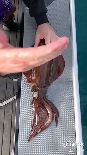 How to Humanely Harvest a Squid
