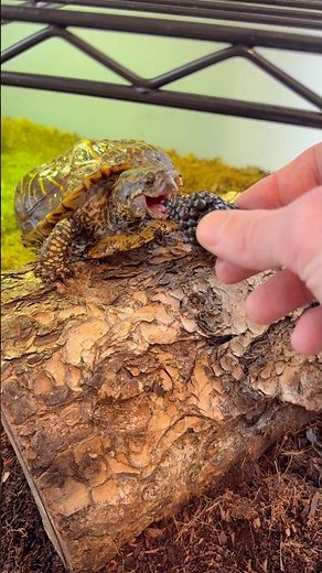Bubbles! The rescue box turtle! #boxturtle#rescue#animal#neglected#reptile#turtle#tortoise#animal