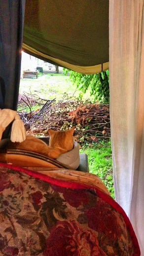 therealmissjanet (@therealmissjanet)’s videos with Perfect - 2CELLOS