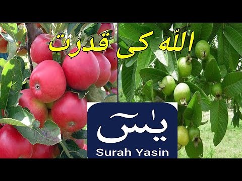 Surah Ar-Rehman Full/Quran pak ki tilawat /Islamic Videos