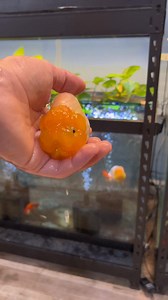 They told you long ago to invest in rare fish, but nobody listened. #rarefish #rarefishmarket #fishmarket #fishstocks #goldfish | Luke’s Goldies