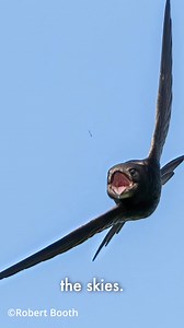 Happy #WorldSwiftDay! 🐦✨ Did you know swifts can fly up to 200,000 miles a year, sleep mid-air, and stay aloft for 10 months straight? These sky dancers are truly awe-inspiring—but they're also under threat from habitat loss and a decline in the insects they depend on. Luckily, passionate people around the world are stepping up to help. From installing nest boxes to educating communities, the swift-saving movement is gaining speed—thanks in no small part to champions like Jane's friend Martine 