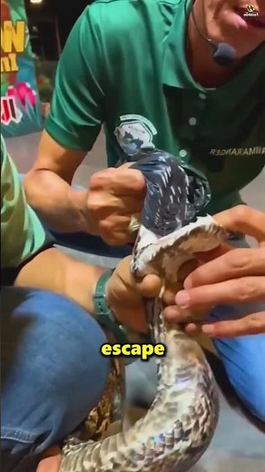 These Are The Massive Teeth Of A Python Snake 😱