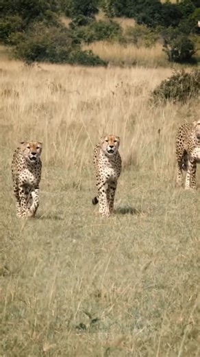 Mᴀᴀᴛsᴏ on Instagram: "Les guépards qui ont terrorisé l’Afrique du Sud ! 🔥 #animaux #animal #reels #nature #guepard"