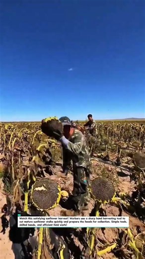 Fast Sunflower Harvest! Workers Cut Every Plant by Hand #Sunflower #Farming #Harvest #FarmLife 2026