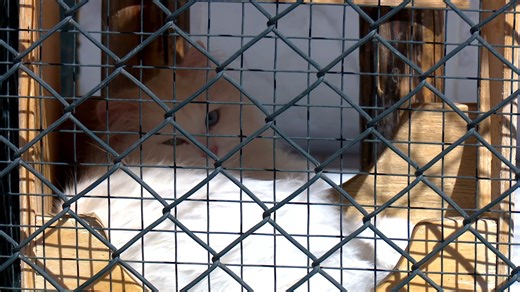 Untuk menyelamatkan Angora Turkiye, salah satu ras kucing tertua di dunia yang juga merupakan ras ikonik di Turkiye, Pusat Perlindungan, Pemeliharaan, dan Promosi Kucing Angora di Ankara memulai sejumlah program untuk mendorong peningkatan populasi kucing Angora yang menurun serta melestarikan garis keturunan genetik ras ini. "Ras ini pernah berada di ambang kepunahan, tetapi kini kami berhasil membiakkan 100 ekor anak kucing setiap tahun," kata Aysegul Korkmaz, kepala pusat tersebut, kepada Xin