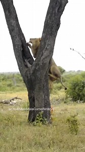Lion steal leopard's food on the tree, so amazing. | Nature animal life