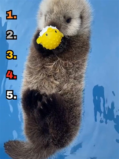 Ranking Cutest Otter Moments #fyp #ranking #animals #otter