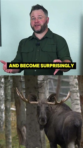 Moose are More Dangerous than You Think
