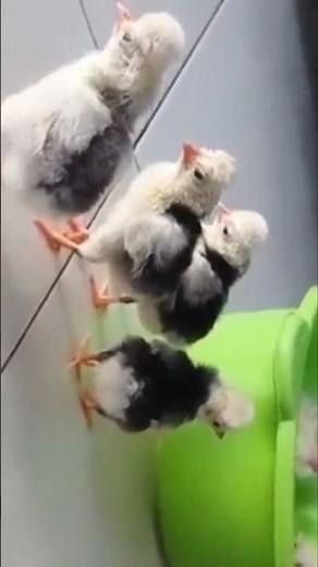 Rare Polish Chicken Chicks 🐣 | Fluffy Ornamental Breed You Must See!