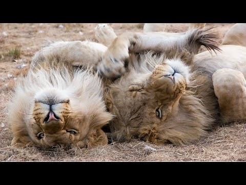 💚Animals Show Emotions and Feelings