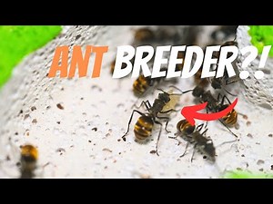 I CREATED THEM! | BREEDING ANTS PART 2